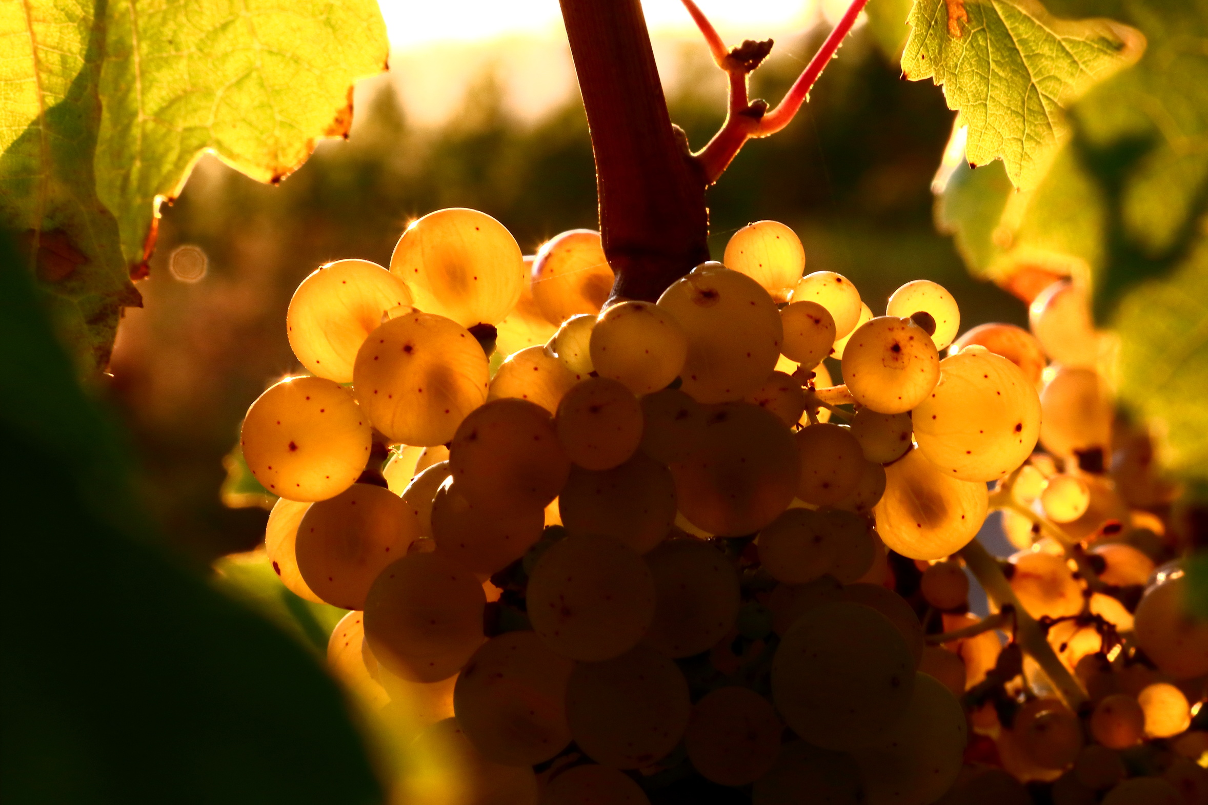 Hefe-assimilierbarer Stickstoff (YAN) – essenzieller Hefenährstoff für gesunde Weingärungen