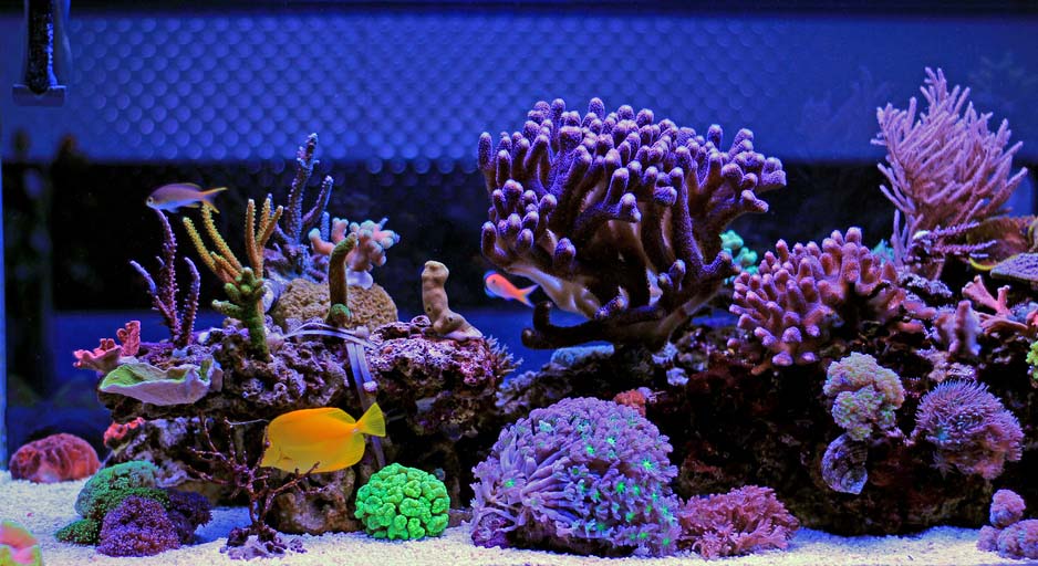 Phosphor im Riffaquarium messen