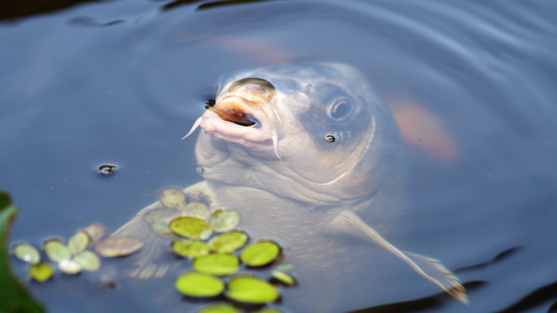 Wasserqualität von Fischgewässern - Teil 3: Elektrische Leitfähigkeit